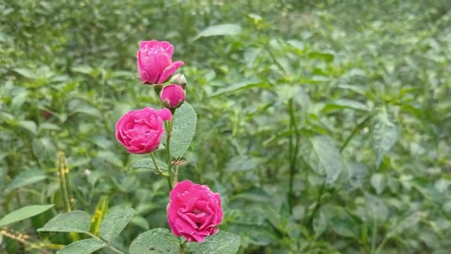 农村热辣男孩和女孩性爱故事孟加拉语