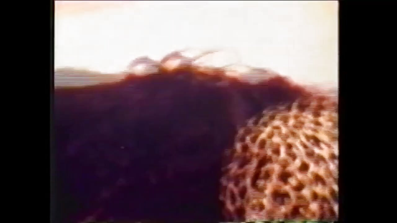 Một con cu to đen cổ điển cho một con đĩ vú to!