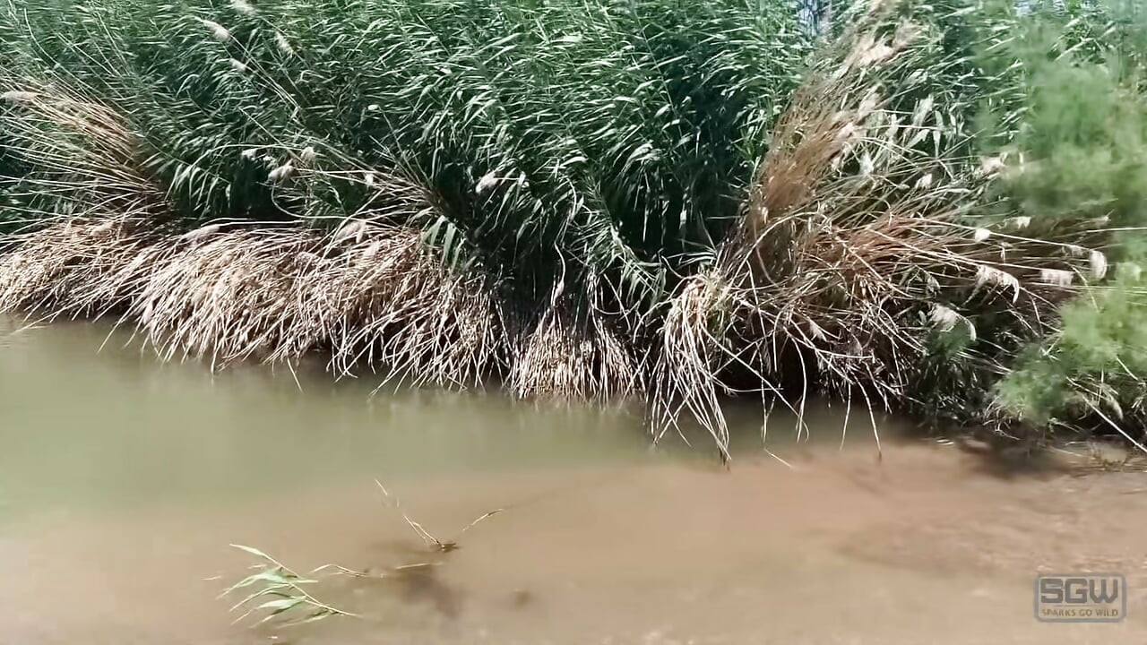 Sparks Go Wild Playing and Fucking in the Mud