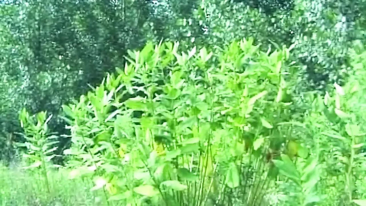 金发素人在户外草地上被狠操