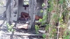 Grenada geile beveiliging krijgt haar kutje gezogen in het oude huis