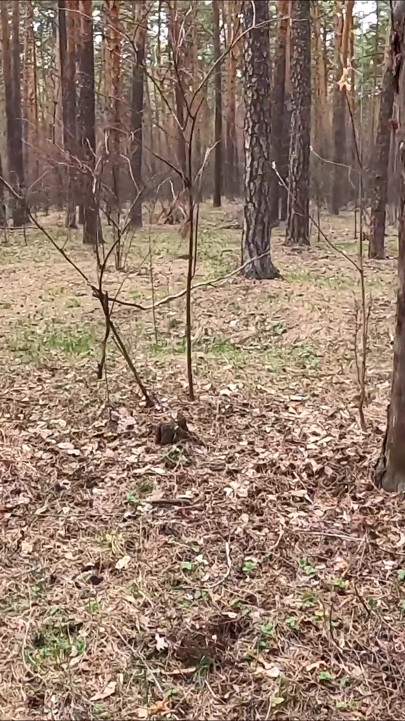 The Guy Walks with A Vibrator in The Park and Masturbates