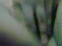 wife phone3