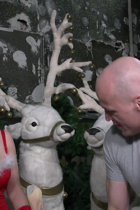 聖誕特輯，毛茸茸的貓咪 5408 1