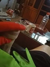 Pregled videozapisa