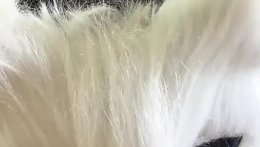 Bugün süt isteyen yaramaz bir kedi yavrusuyum