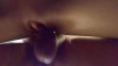 Pratinjau video