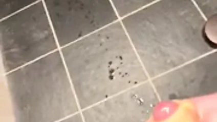 Kedi ve eşek ihtiyacı karantinada yalnız horoz.
