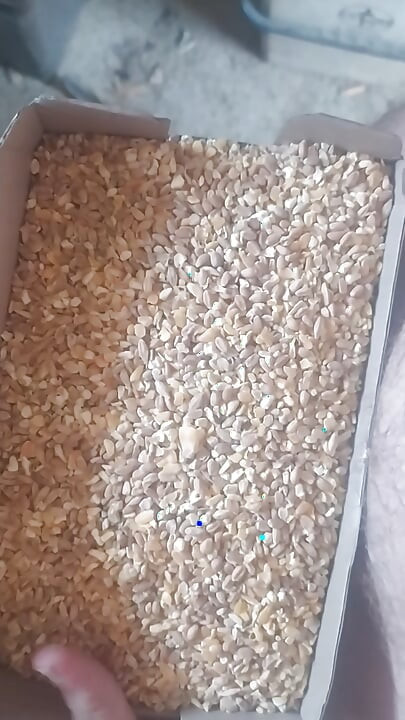 Cock overwhelmed by Wheat