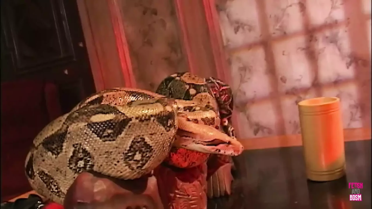 The Only Snake the Women Want to Handle Is in His Pants