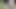 Teen boy short skirt with fishnets no pants tease, strip and masturbate in forest for daddy