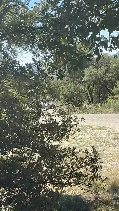 Me la follo en el bosque (a punto de que nos pillen)