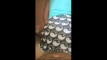 Pregled videozapisa
