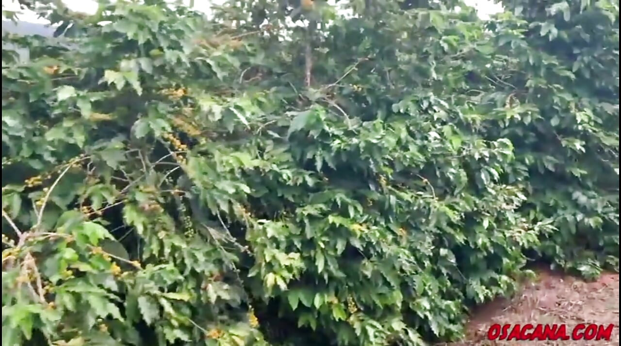 Beautiful Young Girl with Dreads Fucks Inside the Coffee Plantation