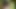 Tatedowey videosu