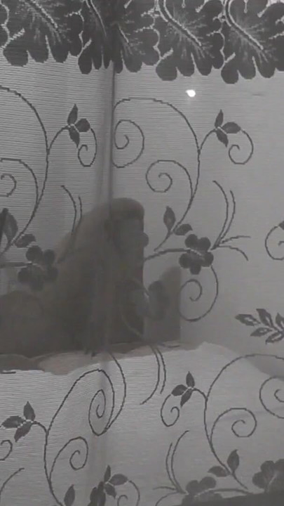 Key moment from "Public. Boy neighbor peeps on masturbating MILF through an opemn window"