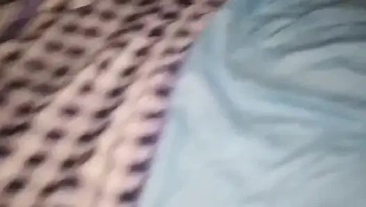 Dominikli büyük singando