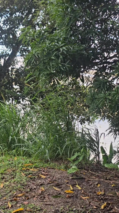 Is there a bad wolf in this dangerous bush rsrsr | Clip 1