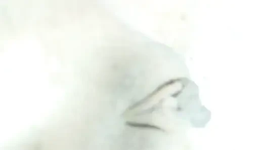 Пухлая, сладкая и широкая