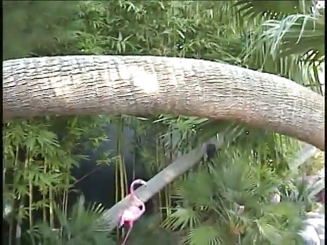 小柄なアジア娘が脈打つチンポを唇で包み込む