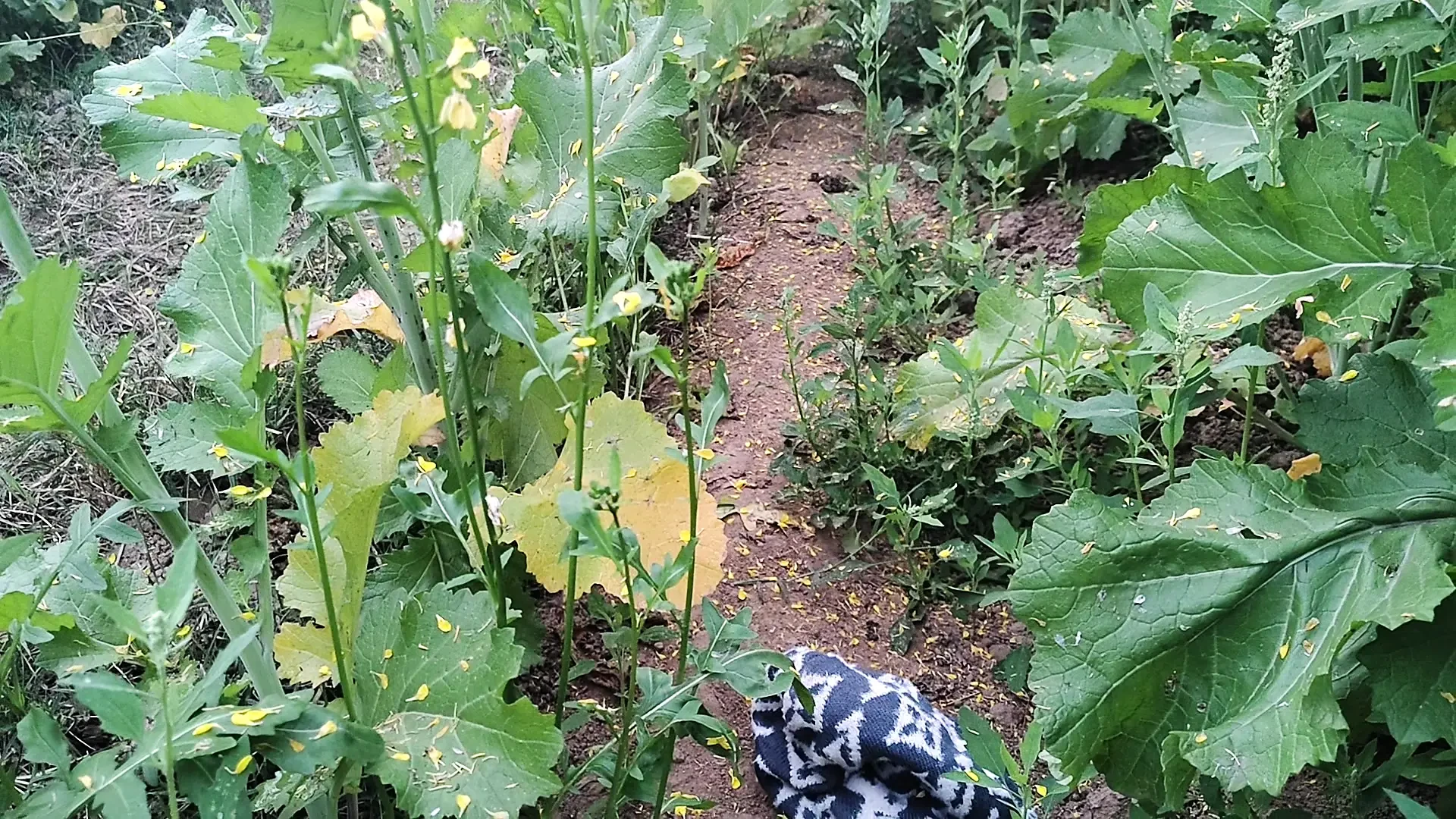 Jungle ka sex hath se karte Hain