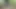 Thai girl walks and brags about picking mushrooms anyway, peeing in the forest Thai Voice