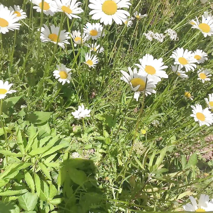 piss for gardend on the grass beautifull