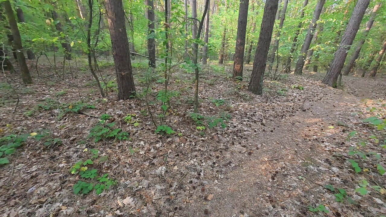A walk in the forest