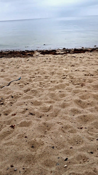 Poniženje penisa na nudističkoj plaži. Nosila za moja puna, teška jaja i šiljati prsten za moj meki, gubitnik kurac.