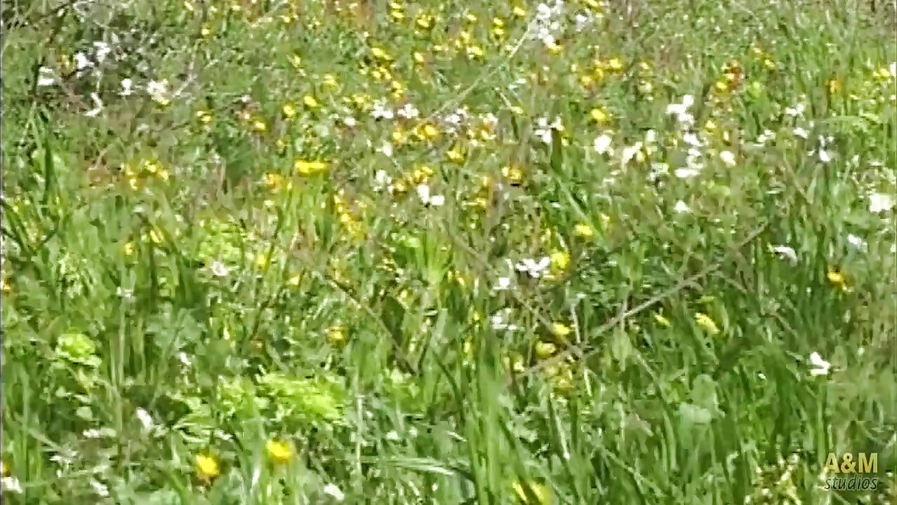 هذان الهيبيان لا يشبعان جنسيا.