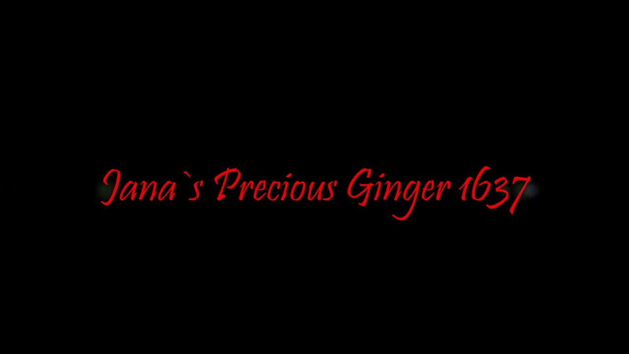 Precious Ginger 1637