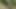 مص سريع في الغابة