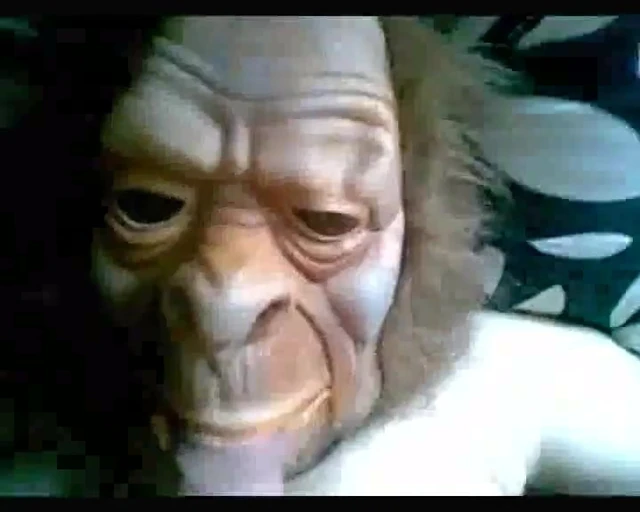 why I love monkeys