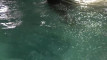 Pratinjau video
