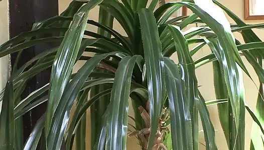 Пухлую немецкую бабушку трахнули на столе