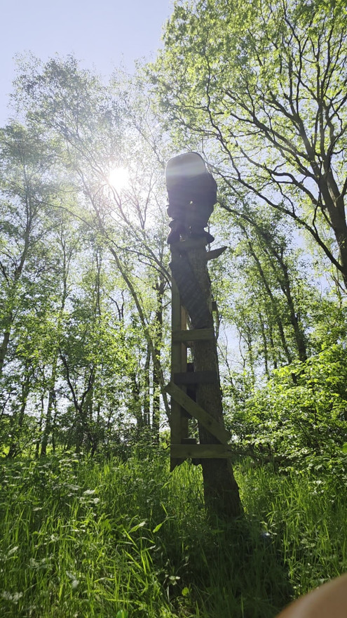 High in the tree shooting balls out of my ass