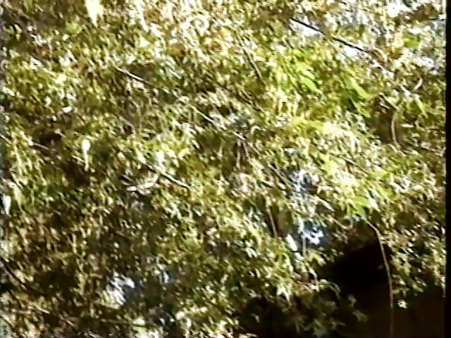 Three ebony sluts suck and fuck three white dudes in the garden