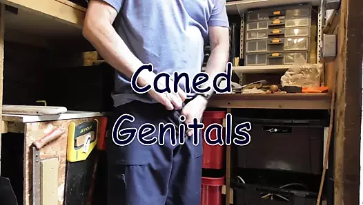 baston cinsel organlar