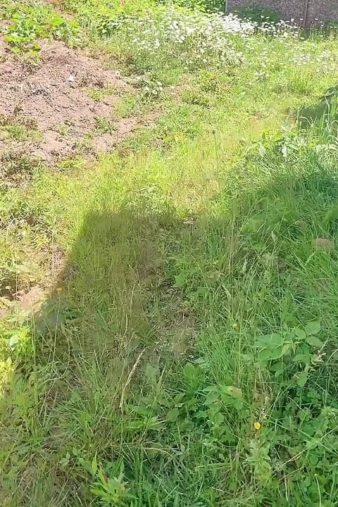 Piss for Gardend on the Grass Beautifull