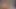Esmer piliç için dildo emiyor