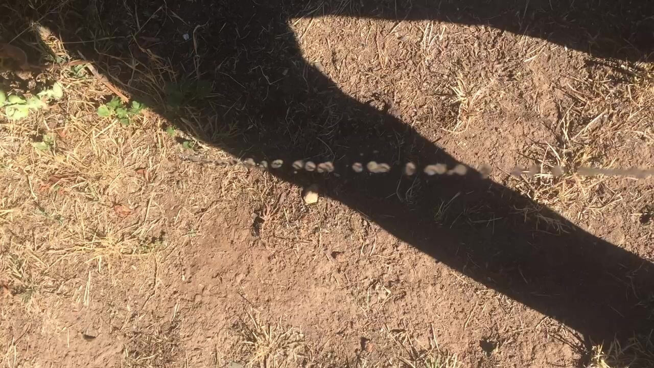 Pissing around back