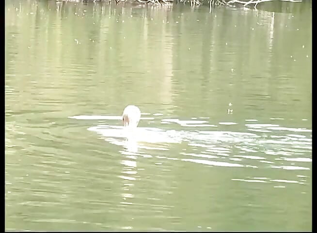 Top solo de mijo da menina Tamara - Mega XXL mijando