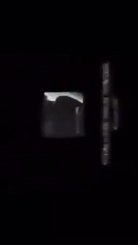 Squealing bitches