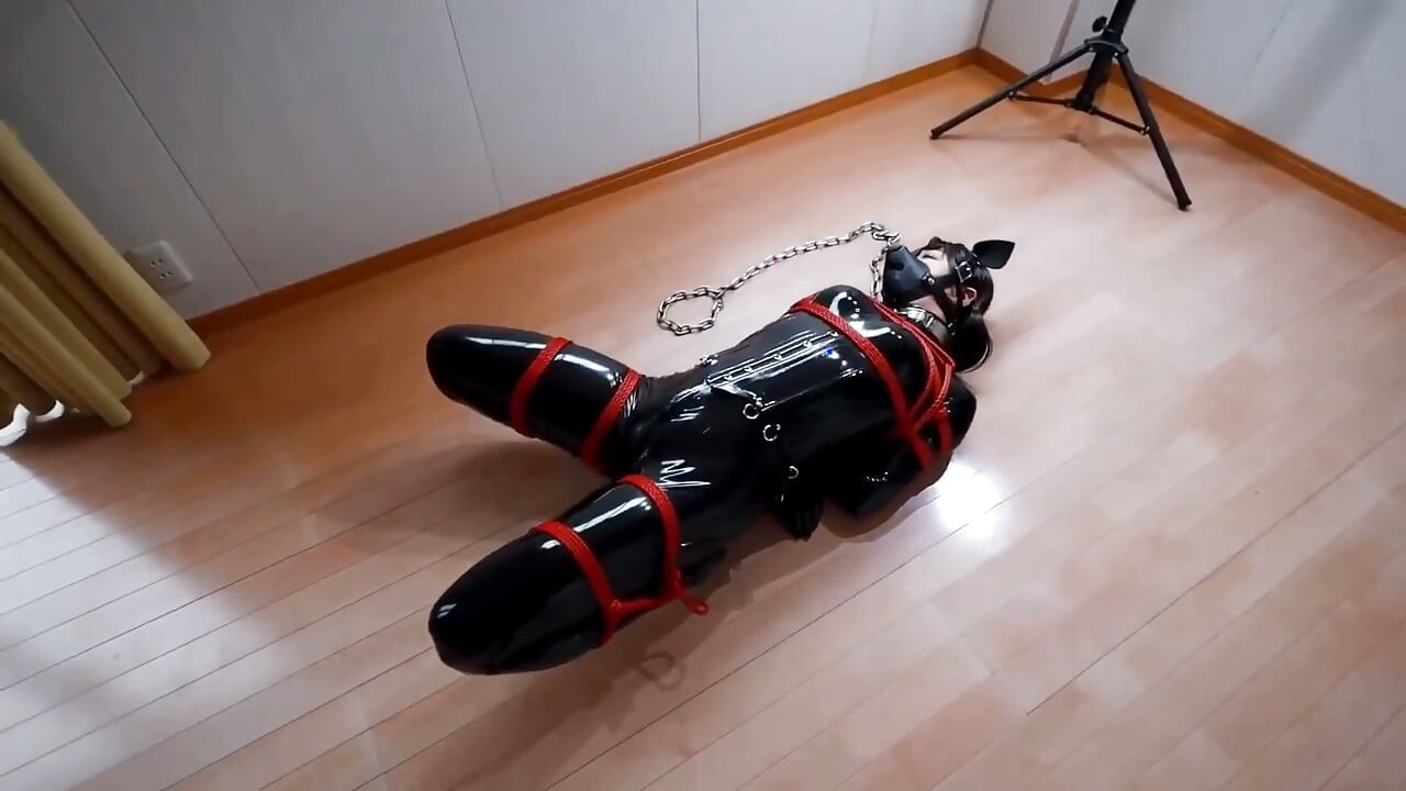 On the Second Day of the Puppy-raising Holiday, We Walked Outdoors with Rubber Restraints