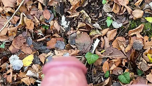 Robin in the Wood