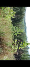 Pratinjau video