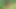 Siyah döl avcıları
