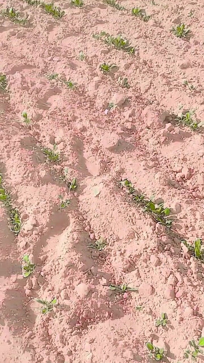 Mangal Desi Indian Rajasthani Wife Khet Mein Chudai Khet Marwari Wife Mein Pani Aaya Hindi Sex Clear Audio | Clip 2