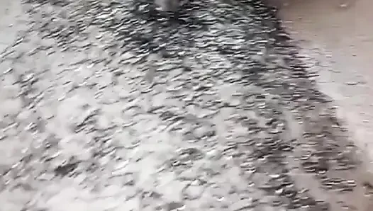 African Queen Sucks and Fucks Step Dad With Cum in Pussy