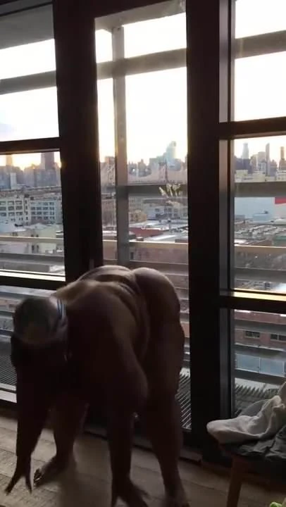 Shake That Fat Ass 2